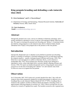 King penguin brooding and defending a sub