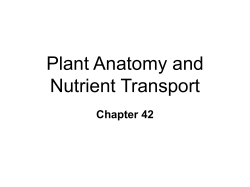 Chapter 42 Plant Anatomy