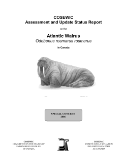 Atlantic Walrus Odobenus rosmarus rosmarus