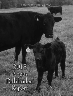 Pathfinder Report - American Angus Association