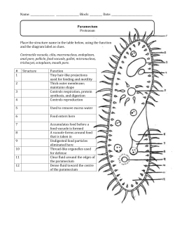 Paramecium Protozoan