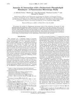 Annexin A1 Interaction with a Zwitterionic Phospholipid Monolayer