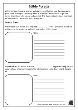 Edible Forests - The Living Rainforest