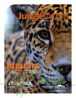 Animal Care: Jaguars From the DD: Zoobilation Wrapup Education