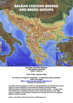 Balkan chicken breeds and breed groups
