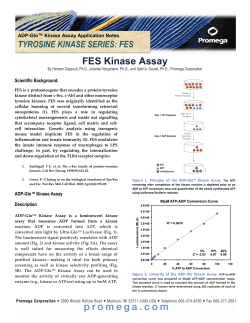 FES Kinase Assay