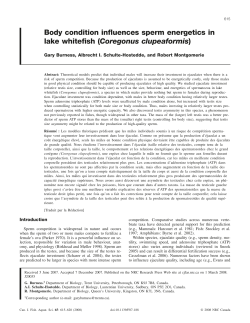 Body condition influences sperm energetics in lake whitefish