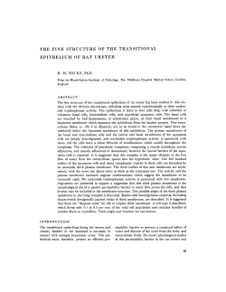 the fine structure of the transitional epithelium of rat