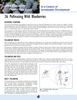 26. Pollinating Wild Blueberries - Syndicat des Producteurs de