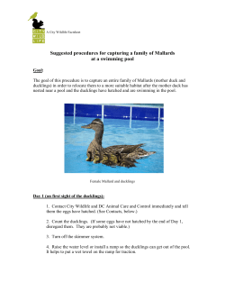Suggested Procedure for Capturing Ducks at