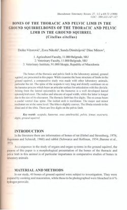 bones of the thoracic and pelvic limb in the ground squirrelbones of