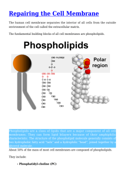 Repairing the Cell Membrane