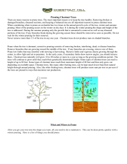 Pruning Chestnut Trees - chestnuthilloutdoors.com