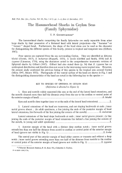 The hammerhead sharks in Ceylon seas (Family Sphyrnidae)