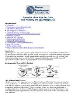 Formation of the Male Sex Cells: Male Anatomy and Spermatogenesis