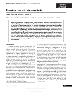 Dissecting virus entry via endocytosis