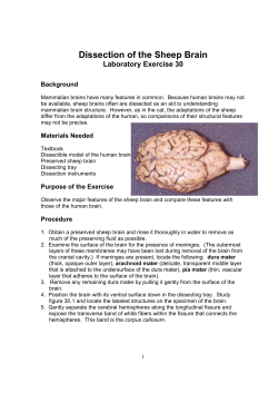 Dissection of the Sheep Brain Lab