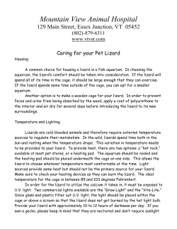 Lizard Care - Mountain View Animal Hospital