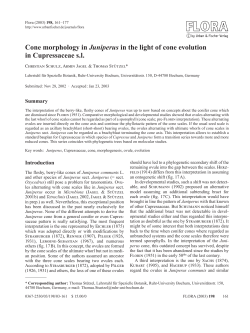 Cone morphology in Juniperus in the light of cone evolution in