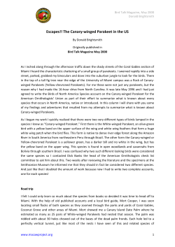 Escapes!! The Canary-winged Parakeet in the US