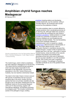 Amphibian chytrid fungus reaches Madagascar