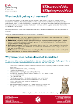 Cat Neutering - Pride Veterinary Centre