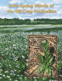 Early Spring Weeds of No-Till Crop Production