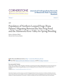 Population of Northern Leopard Frogs (Rana Pipiens) Migrating