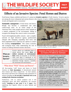 Effects of an Invasive Species: Feral Horses and Burros