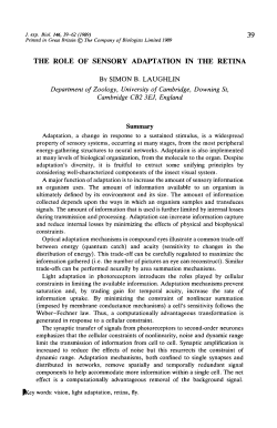 the role of sensory adaptation in the retina