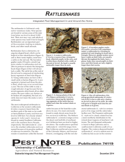 pnrattlesnakes