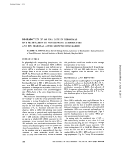 DEGRADATION OF 28S RNA LATE IN RIBOSOMAL RNA