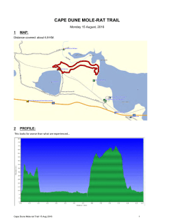 cape dune mole-rat trail
