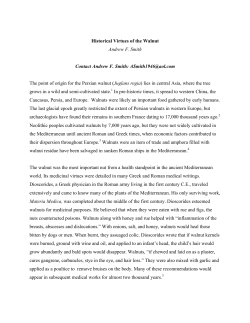 Historical Virtues of the Walnut