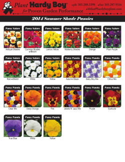pansy summer shade