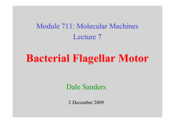 Bacterial Flagellar Motor