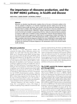 The importance of ribosome production, and the 5S RNP&ndash;MDM2