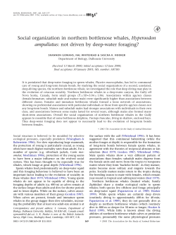 Social organization in northern bottlenose whales, Hyperoodon