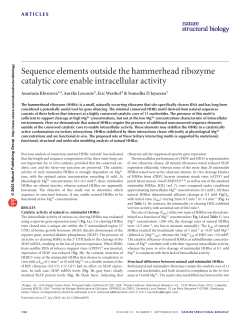 Sequence elements outside the hammerhead ribozyme catalytic