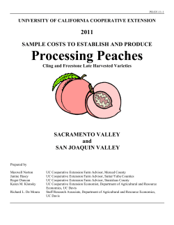 Sample costs to establish and produce processing peaches, cling