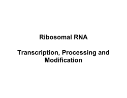 Ribosomal RNA