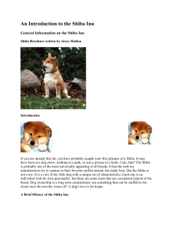 An Introduction to the Shiba Inu