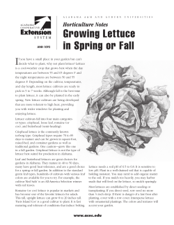 Growing Lettuce in Spring or Fall - Alabama Cooperative Extension