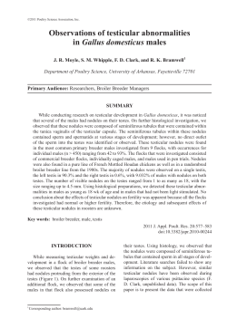 Observations of testicular abnormalities in Gallus domesticus males