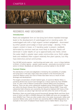 Reedbeds and sedgebeds