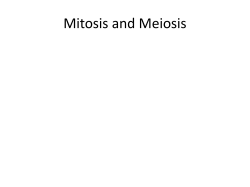Mitosis and Meiosis