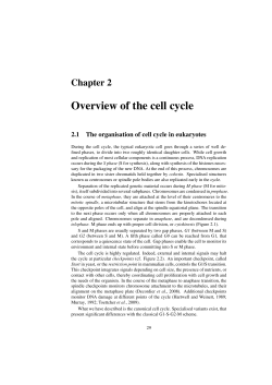 Overview of the cell cycle