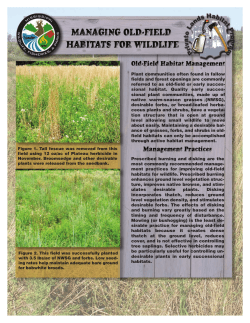 Plant communities often found in fallow fields and forest openings