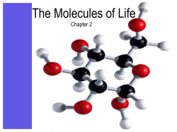 The Molecules of Life