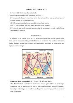 CONNECTIVE TISSUE (C